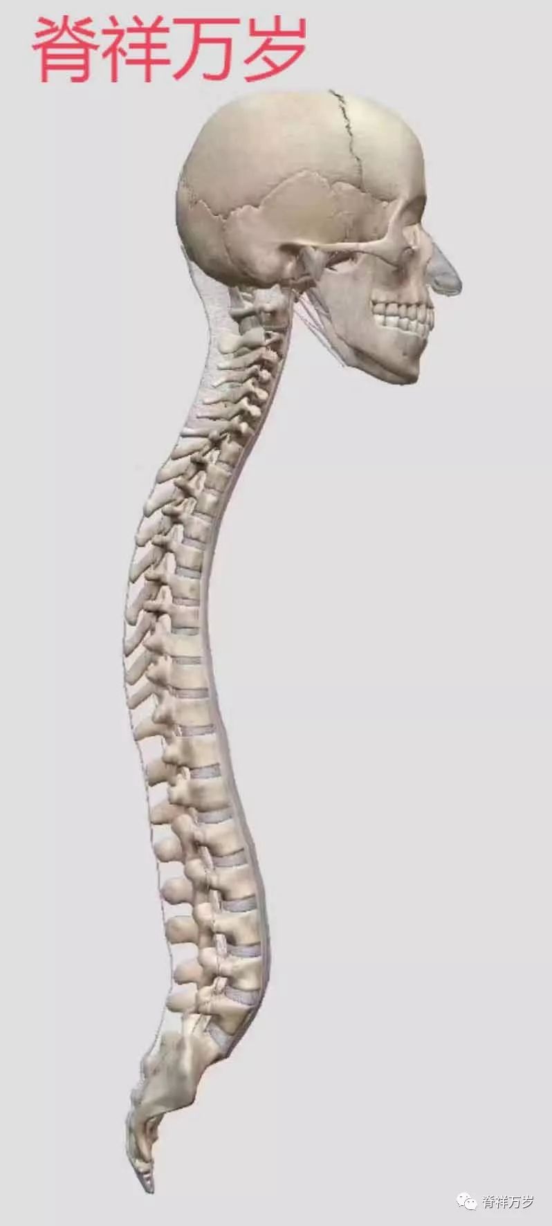 脊椎错位的影响