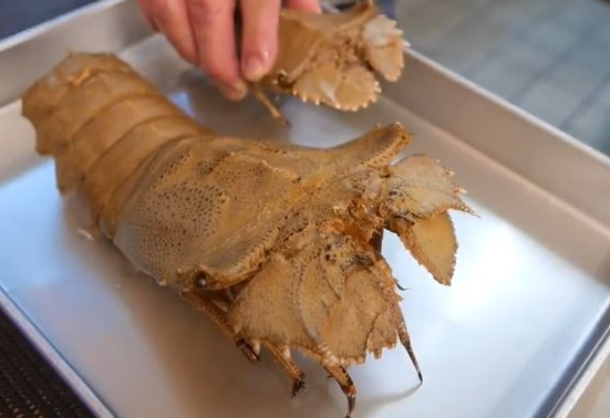 印度拖鞋虾泛滥成灾找中国吃货帮忙吃货回应无能为力