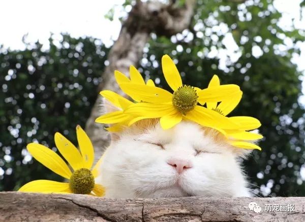 头上戴花的猫叔就是整个屯里最靓的仔