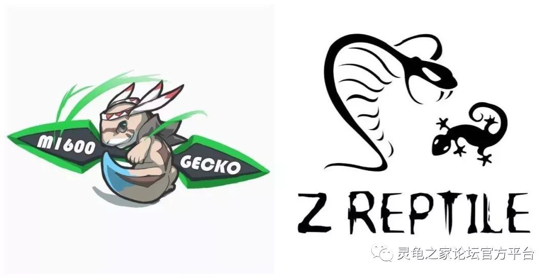 亚展直播联动带你看爬宠盛况寻觅你的专属定制爬宠