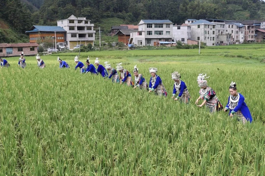 侗族播种节图片