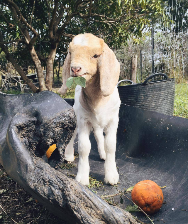 外国玩家的新萌宠 自带呆萌属性的小山羊你心动了吗?