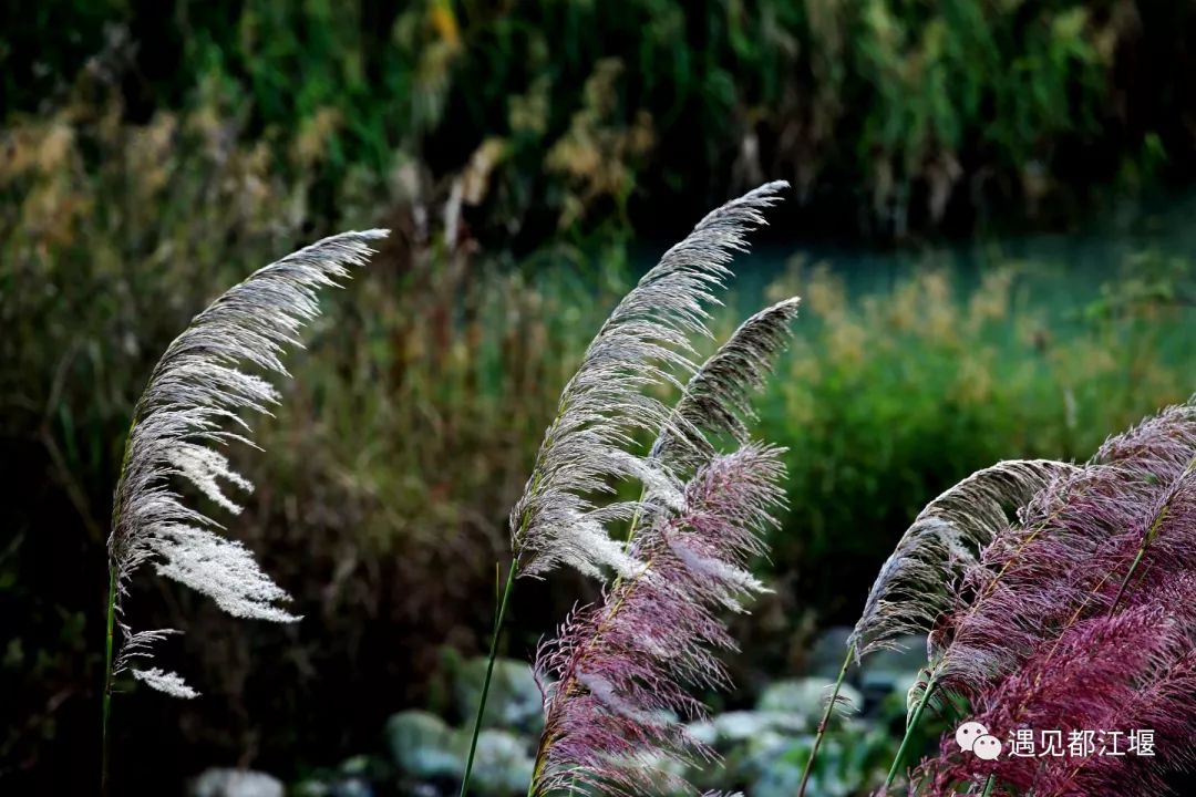 你瞧那一片飘摇的白又来了美到溢屏