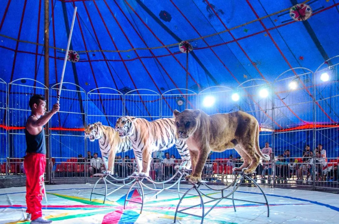 高清大图看大马戏表演289元门票火爆热销中