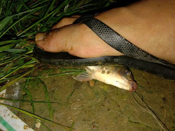 不能吃陕西河道现罗非鱼当地人担心危害本土鱼钓起直接踩死