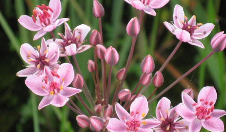 花蔺这种植物在开花的时候,非常的漂亮,在一些湖泊,河岸边上都是不错