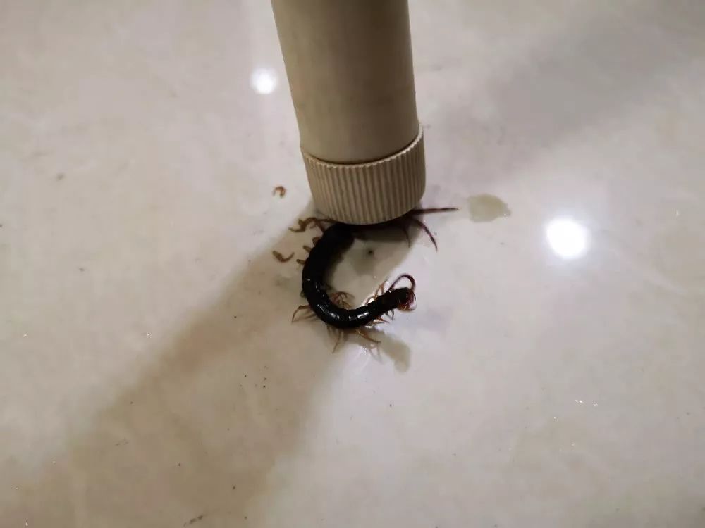 更可怕的是._蜈蚣