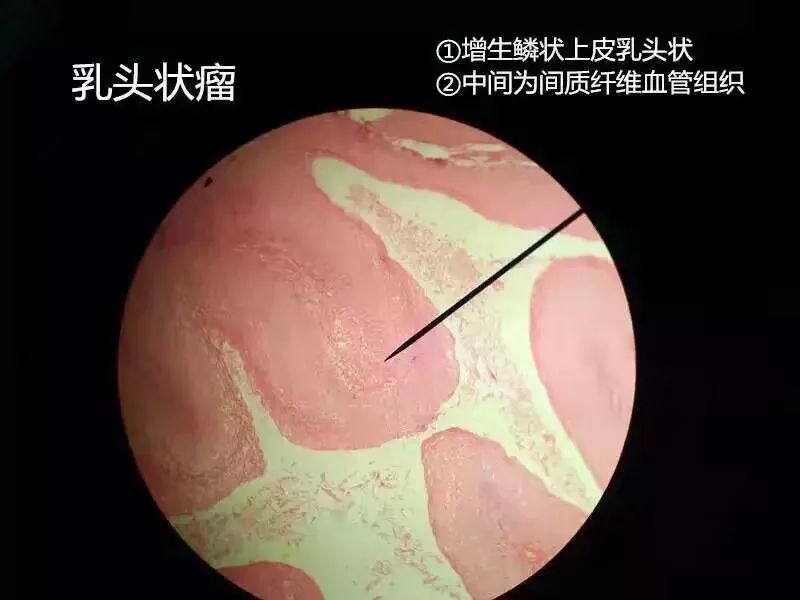 病理学切片库