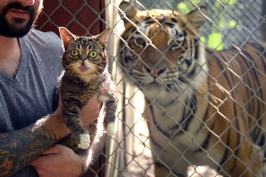 猫咪第一次见老虎变成这样了不料老虎的反应更大