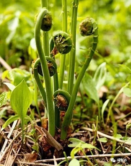 3亿多年的生存历史，蕨类植物的神秘之美_孢子