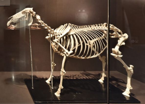 家驴驯养动物与野生物种相比,在骨骼上发生的变异并不多,差异大多