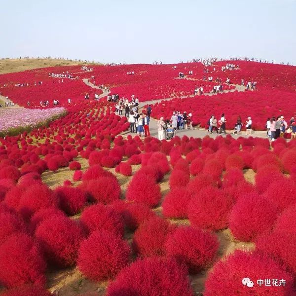中世花卉好物精选丨真正的网红观赏草!红叶地肤来了!
