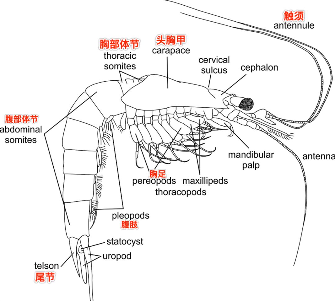 豆糠虾的身体结构
