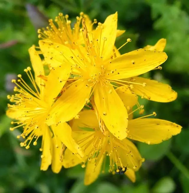 8月21日狮子星座花「孔雀草&龙芽草」