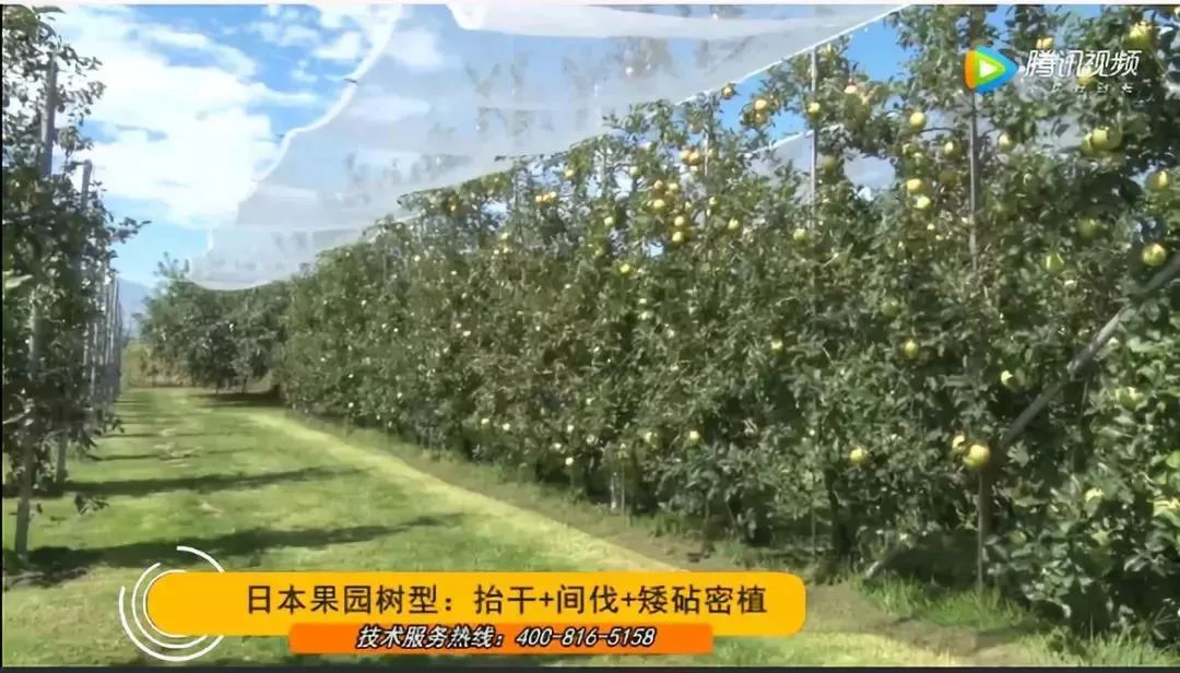 王树桐老师表示,矮化密植在