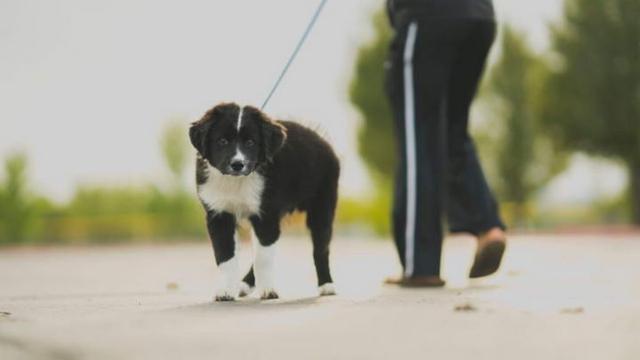 狗狗散步不喜歡牽繩狗遛人還是人遛狗4步簡單讓狗狗喜歡牽繩