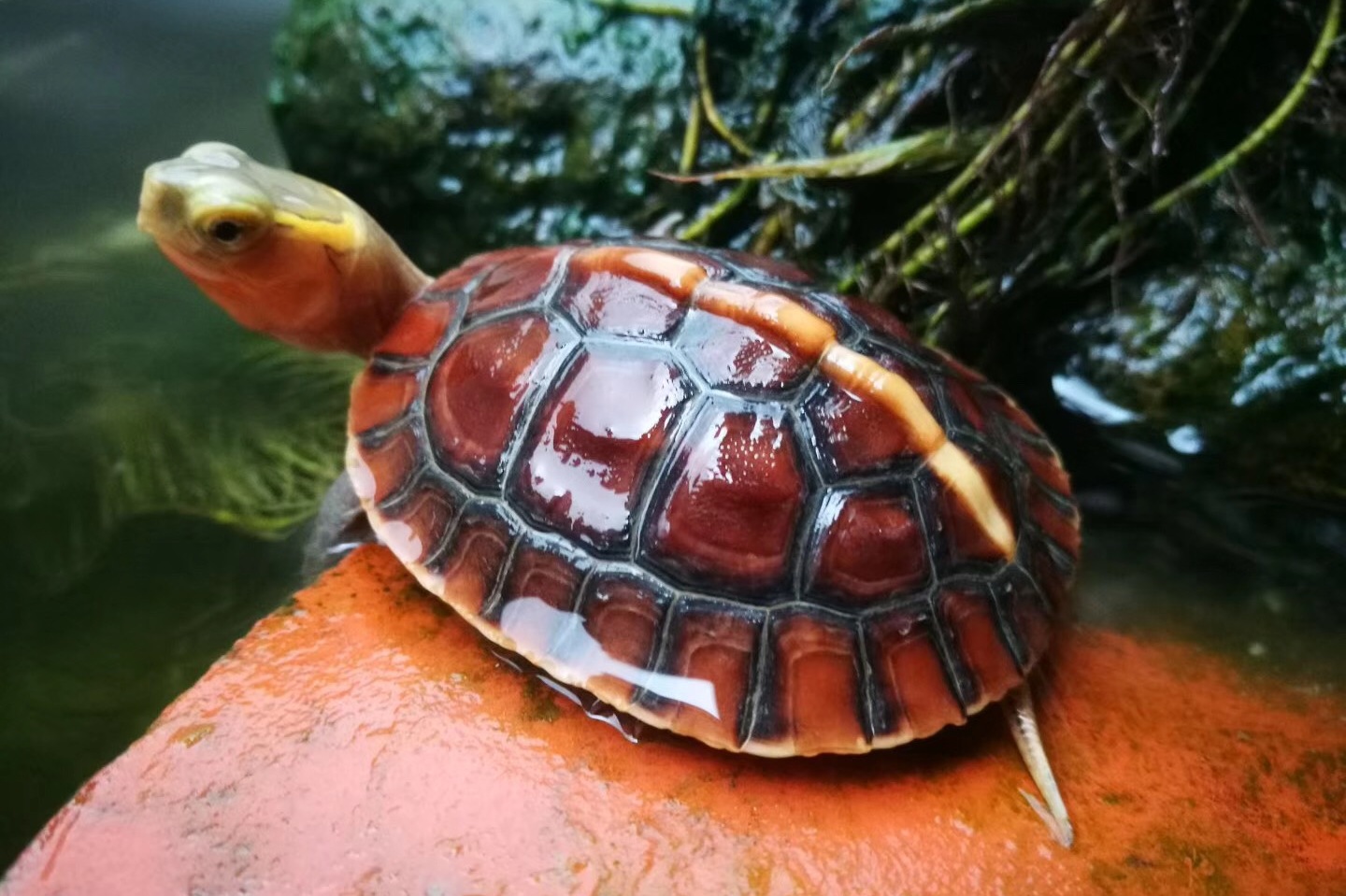 半水龟黄缘生物课黄缘半水龟下