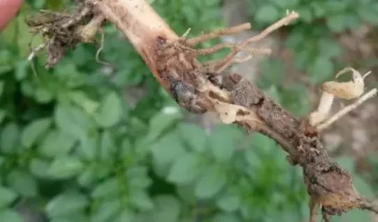 【薯技】科学防治马铃薯根腐病,产量倍增!