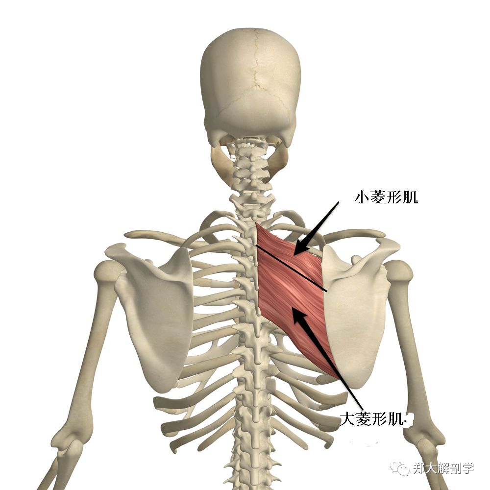 肩胛骨上提和肩胛骨下降肌肉和徒手肌力检查