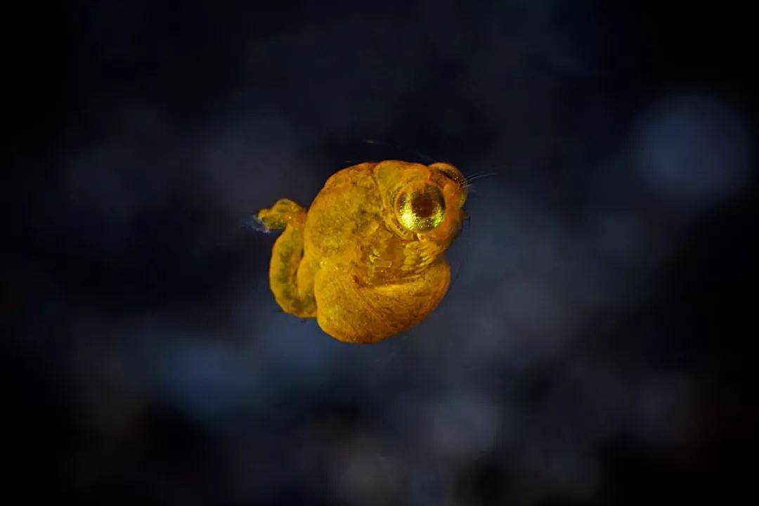 潜行家物种小虾虾大眼萌idiomysis豆糠虾