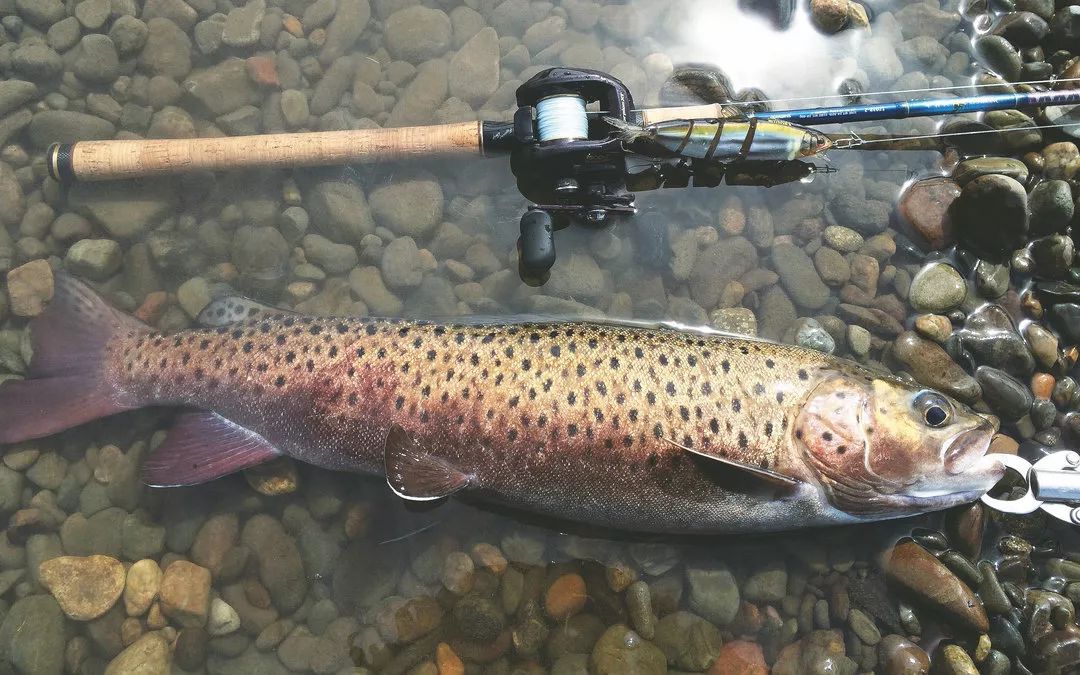 俄罗斯寻"鲑",痛失两条巨物,所以说钓大鱼更要细心!(六)