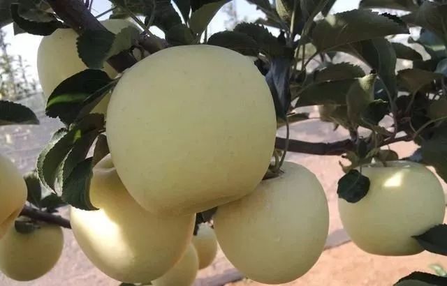 白水苹果新品种通过国家审定