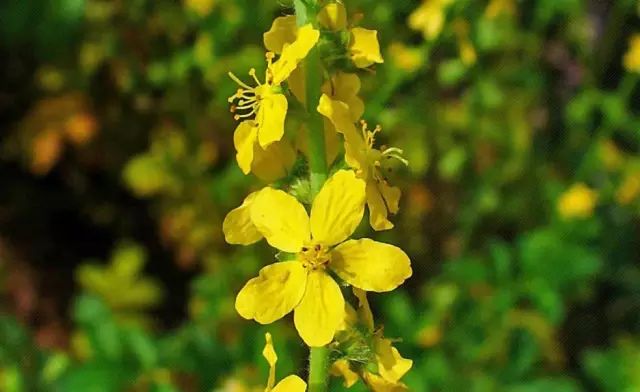 8月21日狮子星座花「孔雀草&龙芽草」