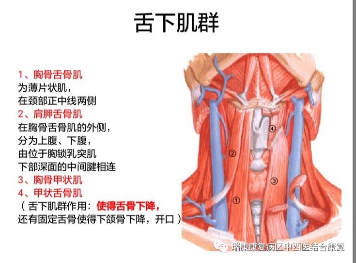 骨骼肌肉层面神经解剖层面指导下的吞咽和呼吸康复训练