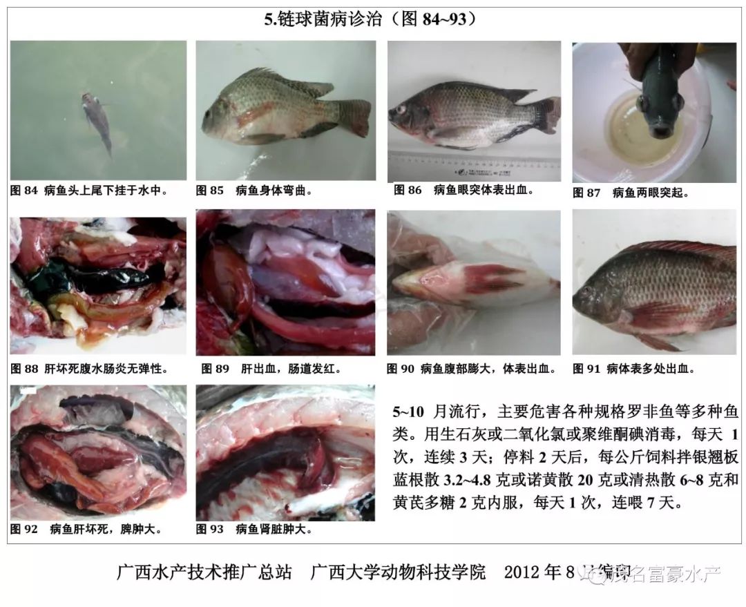 養殖必備寶典超全魚類病害診治圖譜10類19種優劣水色圖譜火速收藏