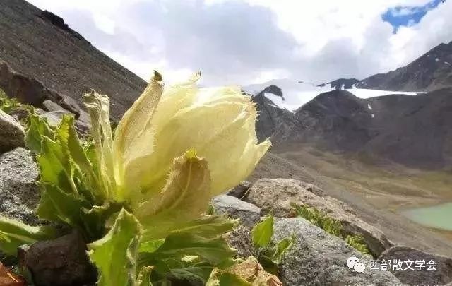 中国西部散文学会张桃雪山与莲