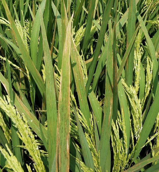 认识水稻白叶枯病,细菌性条斑病,做好预防工作是关键