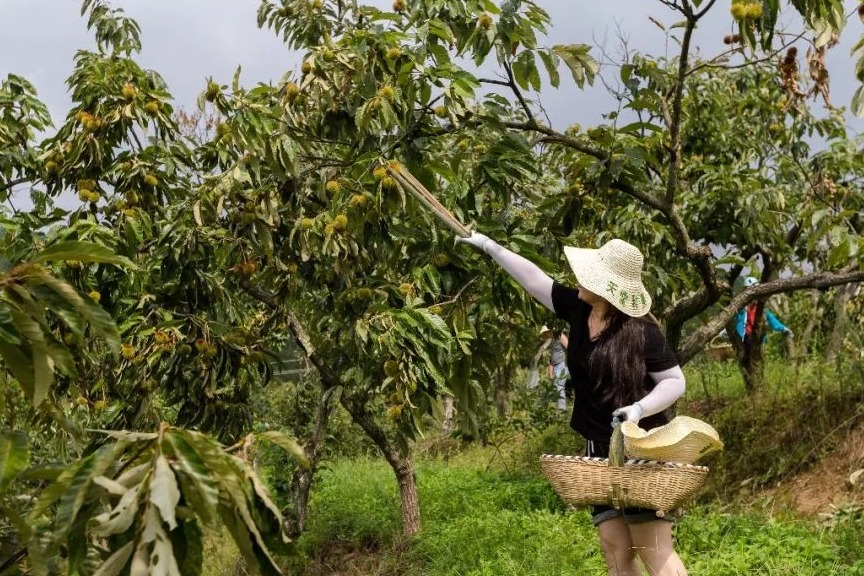 一年一度秋风起快来罗田登高望远打板栗