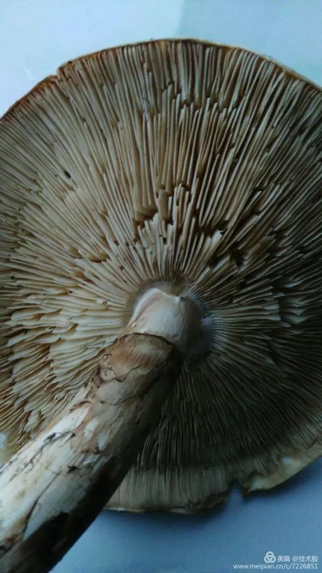 大兴安岭松茸菌中之王