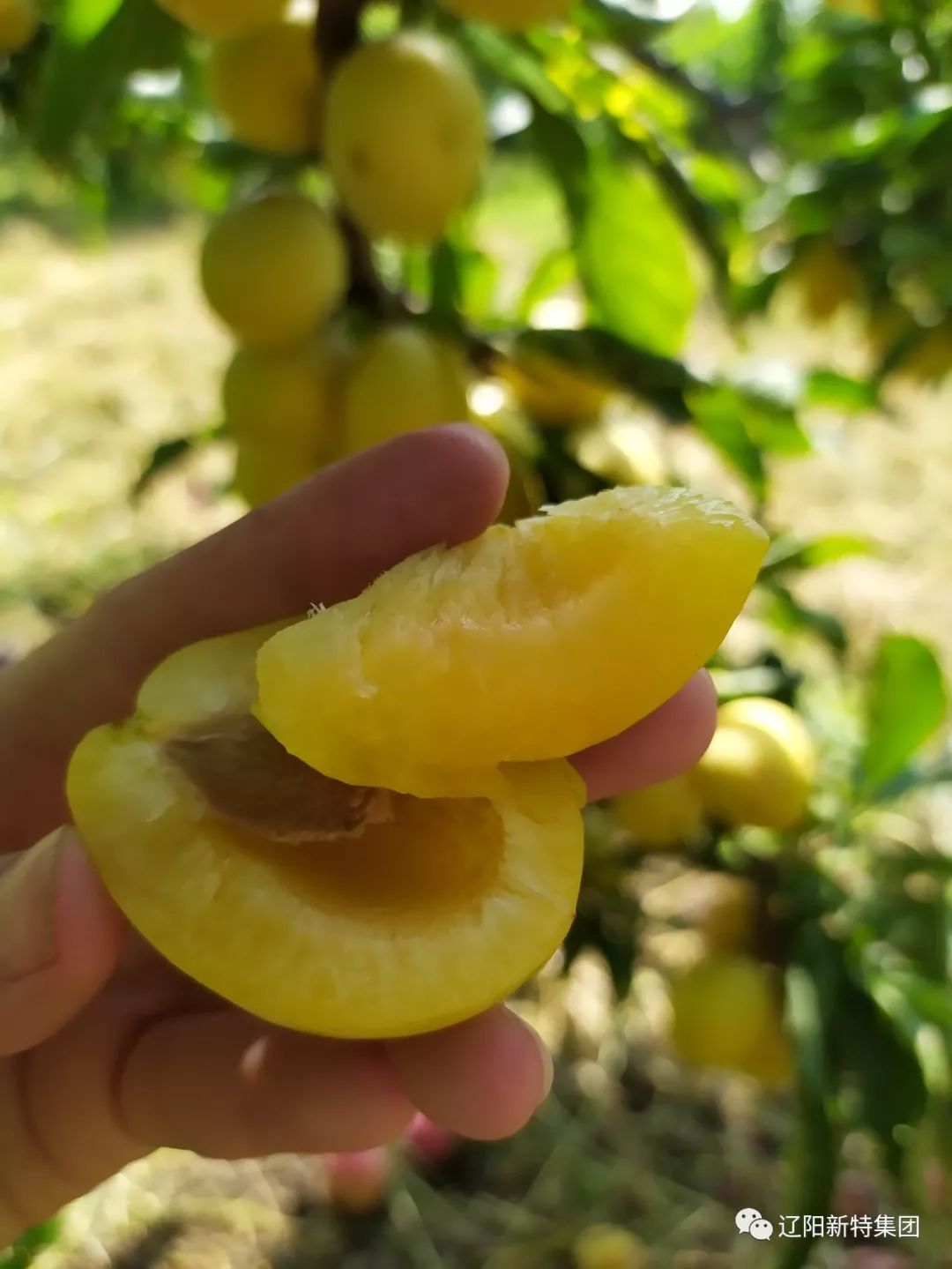 香蕉李子成熟啦