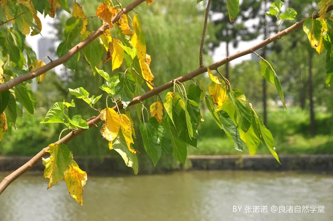 07,桑:桑科桑属响叶杨,落叶乔木,高可达15-30米.