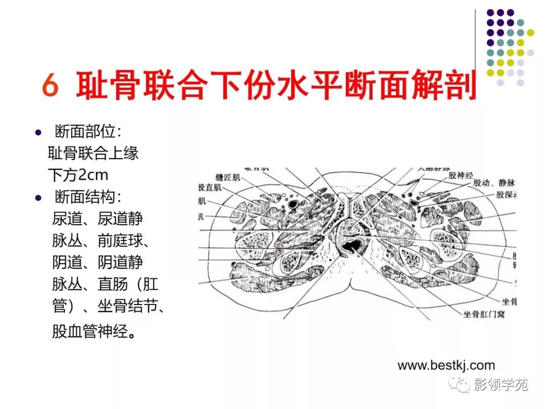 女性盆腔水平断面解剖