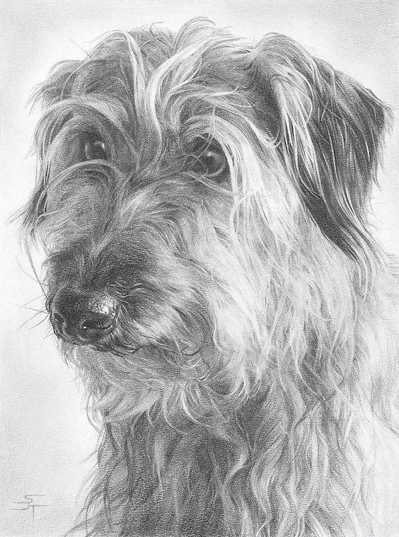 分享一套精美动物素描值得收藏学习