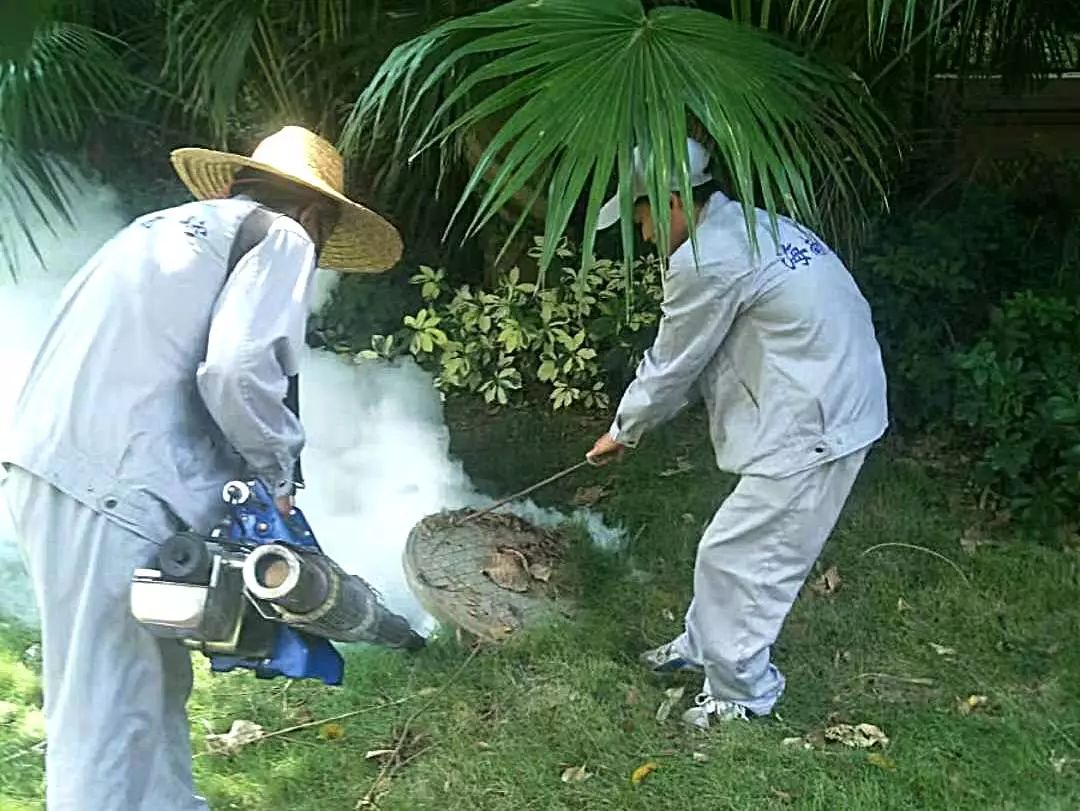 中南服务儋州西海岸四害白蚁消杀8月篇