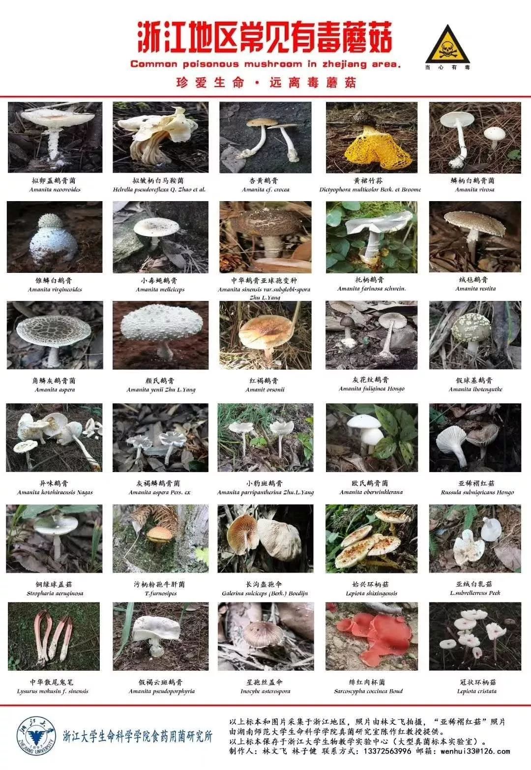 各种蘑菇的名称和图片图片