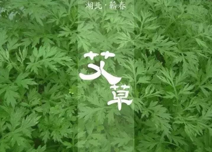 艾草的一種,因產於蘄州(蘄春縣舊稱)而得名,湖北省蘄春縣