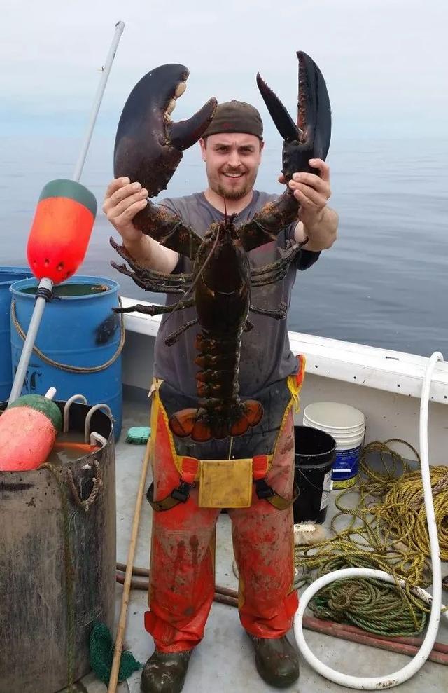 澳洲鲍鱼捕捞图片