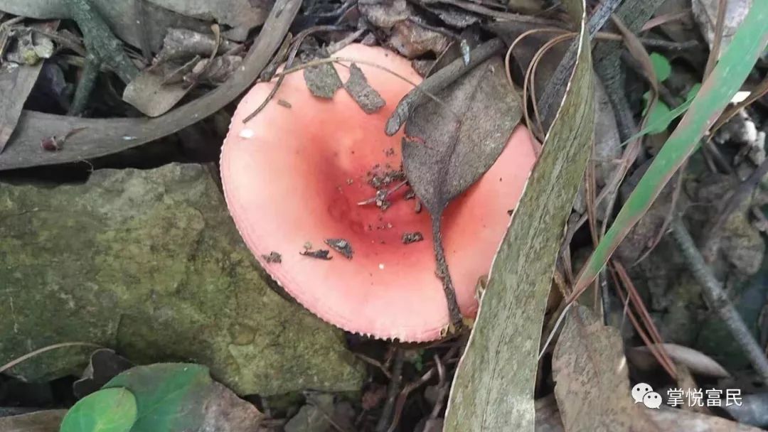 你有你的菜市场我有我的菌窝子富民周边捡菌攻略安排