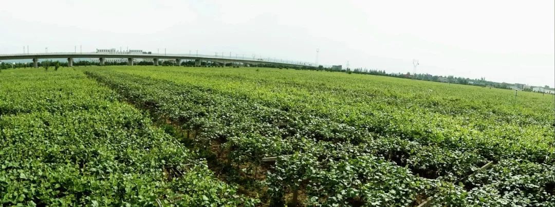 8月22日,眉县九大猕猴桃企业强势进京推介!_产业