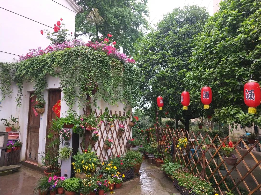 美丽庭院建设指导篇(一) 翠竹与篱笆_竹子