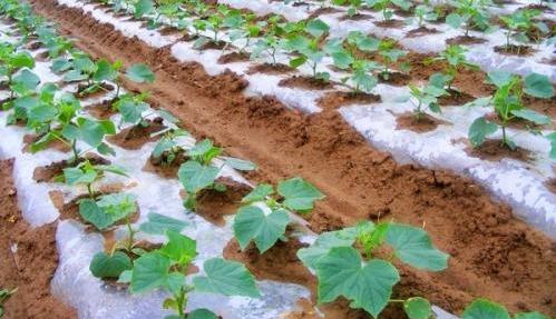 原創大棚種植秋延後黃瓜做好6點田間管理黃瓜高產準沒跑