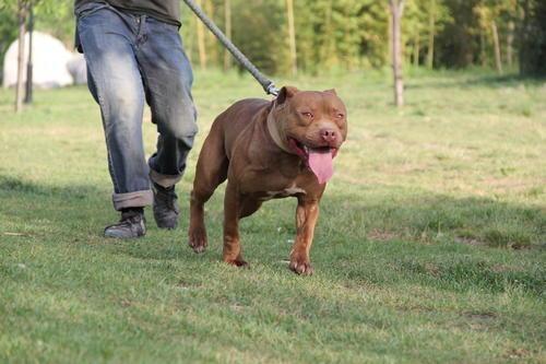 1,比特犬:比特犬原產地美國,勇猛好鬥咬合力及耐力極高,肌肉發達且