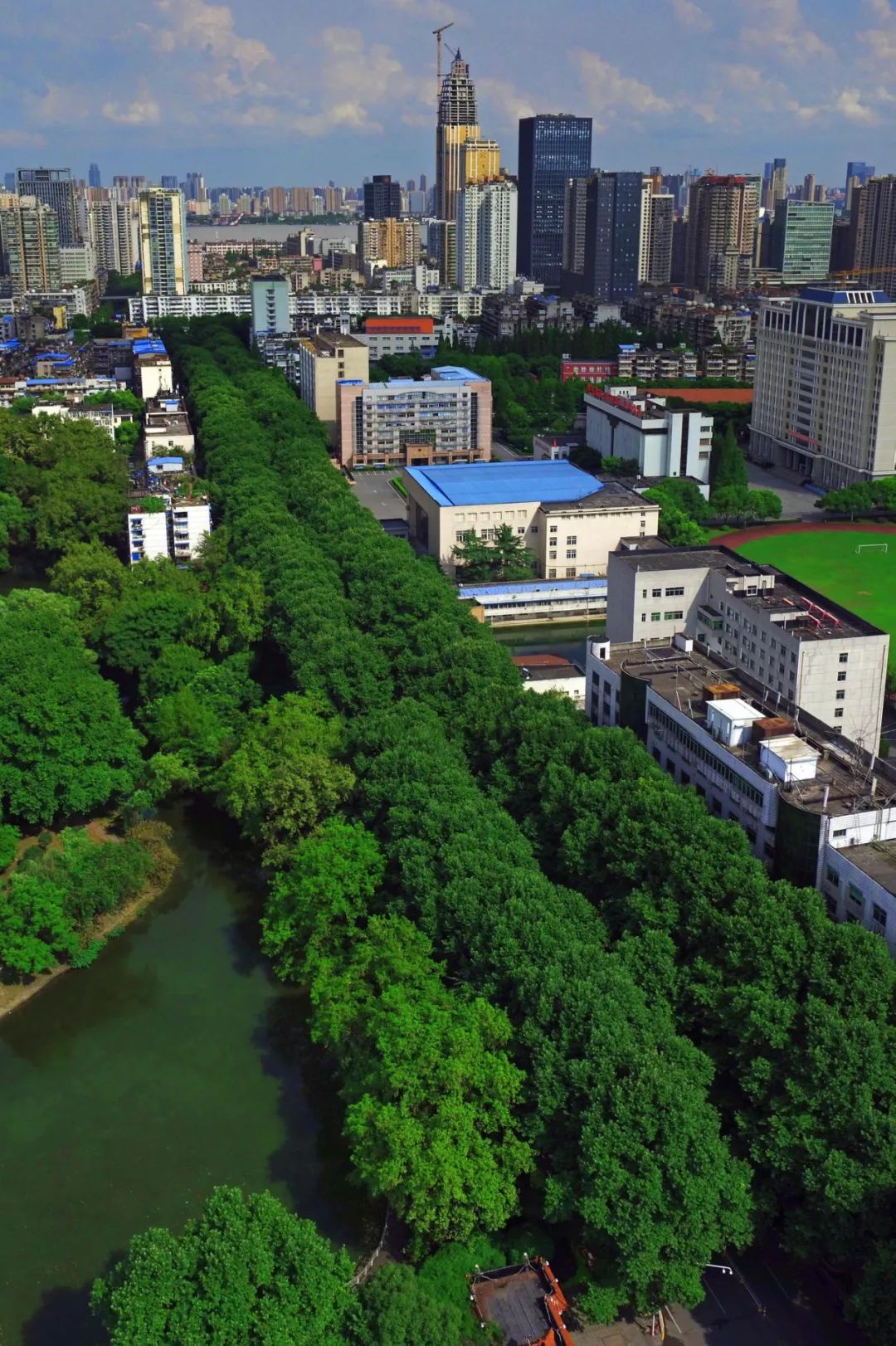 解放公园路法桐全市所有同时满足三个条件的道路,都可参与此次评选