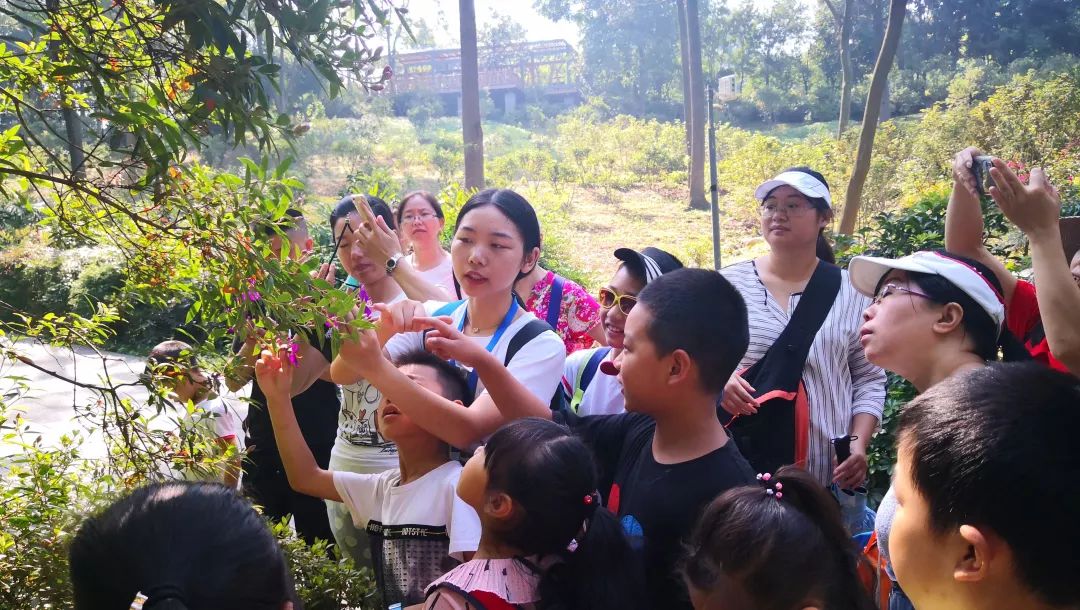 科普活動成都市植物園開展有味道的植物你知道多少活動