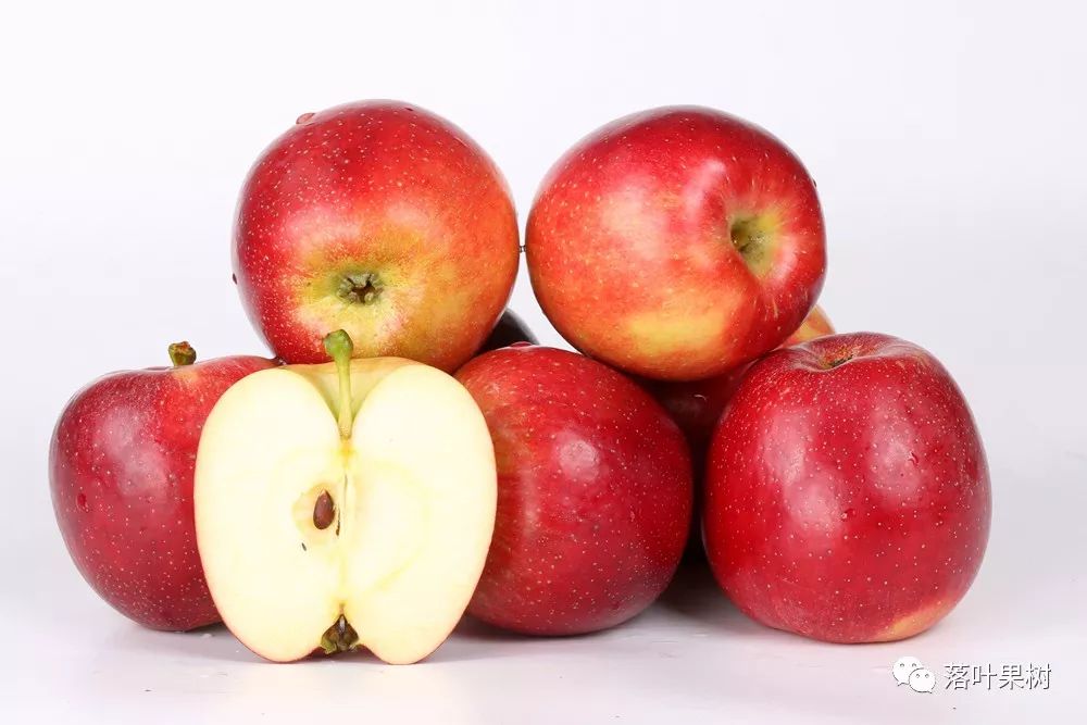 经过多方考察对比,认定综合性状优异的鲁丽苹果新品种具有良好的