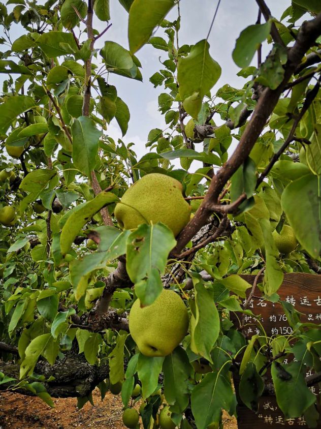 山阳大梨有"落地沾沙沙亦甜"的美誉,汁多液甜,果肉鲜美,吃一个这一天